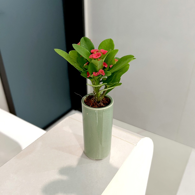 迷你铁海棠盆栽花卉室内绿植四季开花虎刺梅办公阳台花卉开花植物