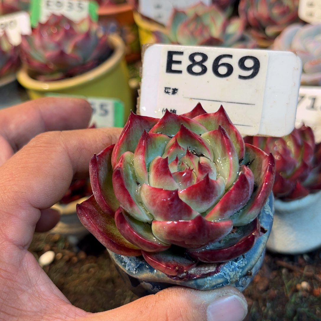 惊鸿一瞥869号多肉