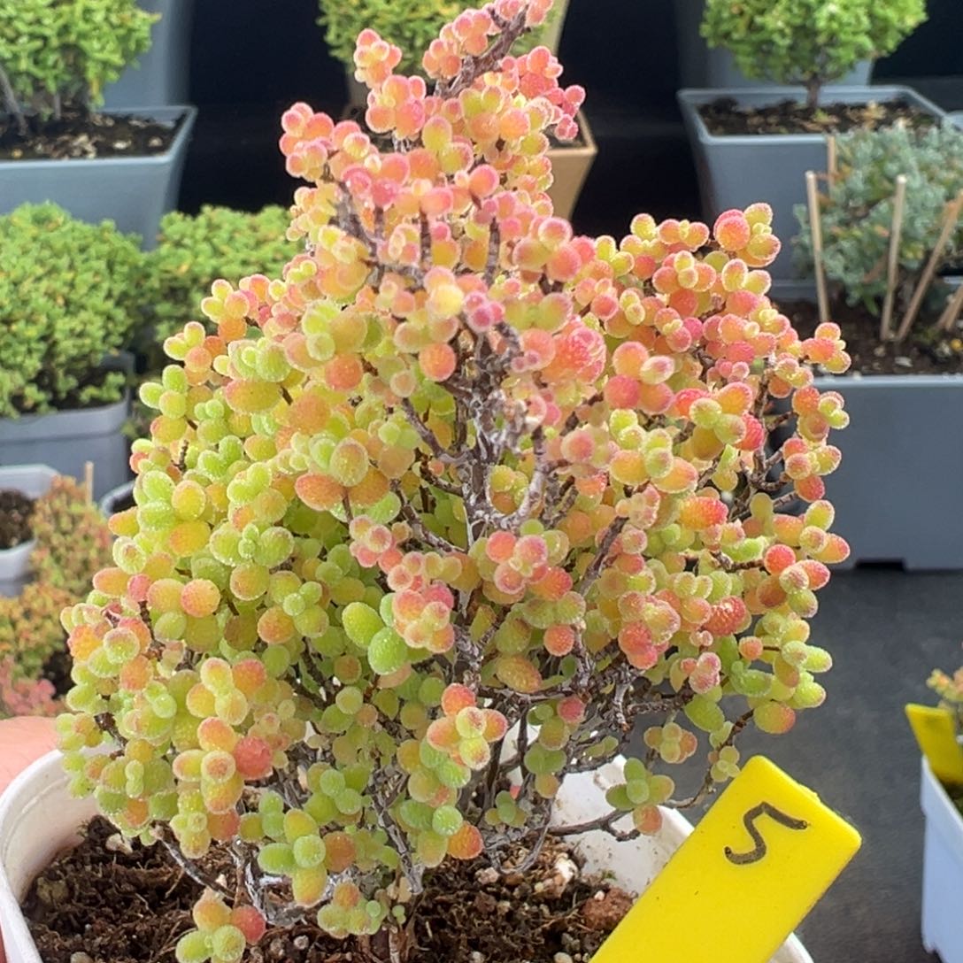 彩蜜橘5号6.5cm盆