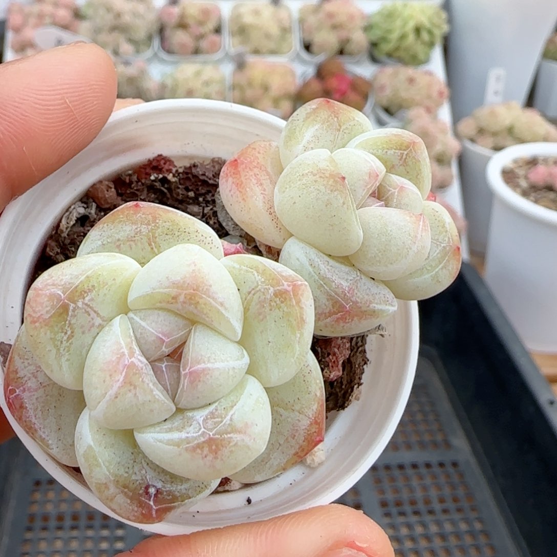【闪购商品】0122-2钻石纹糖心冰玉