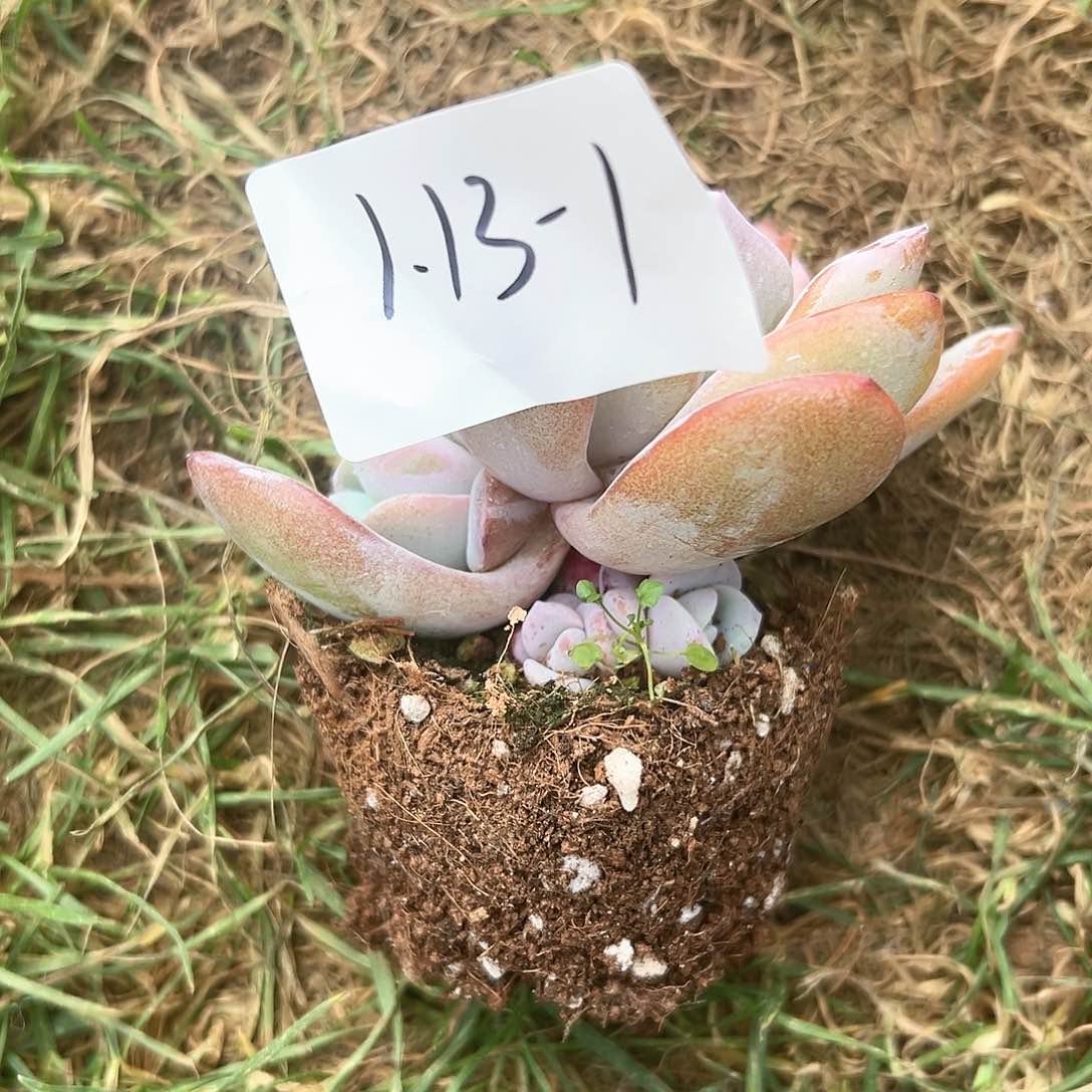 1.13-1奶茶捧花多肉