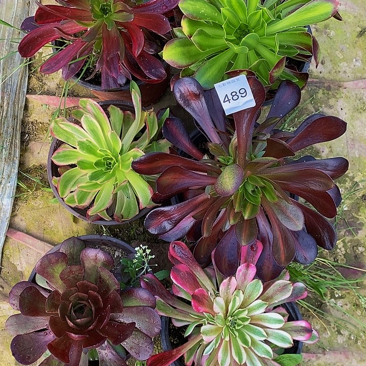 法师锦多肉组合489