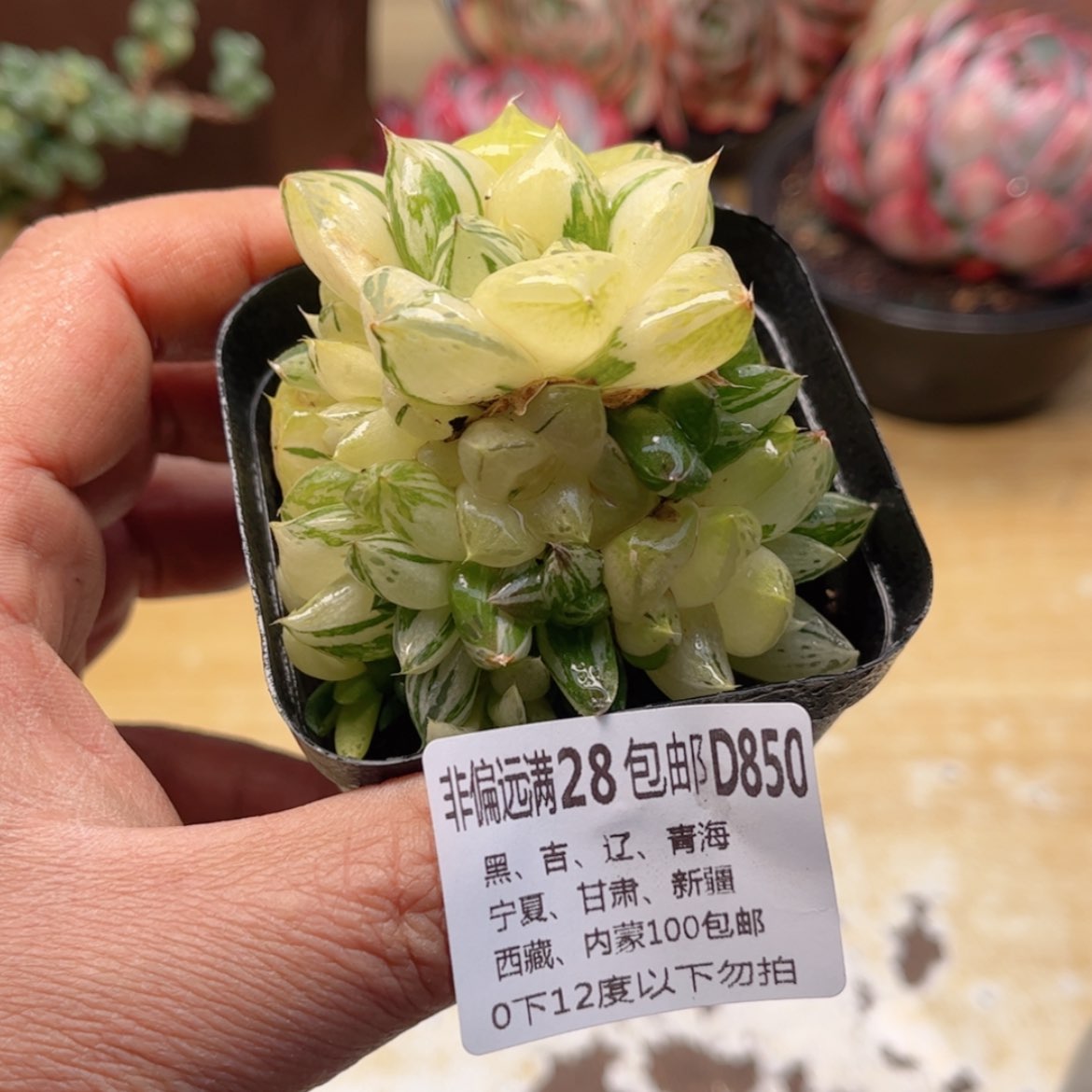 【闪购商品】850玉露锦