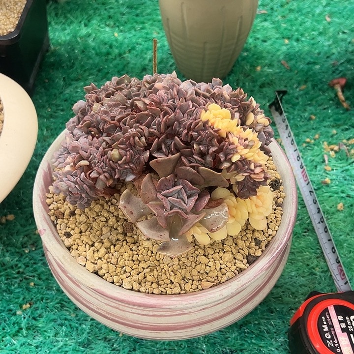 雪精灵锦缀，，，，，，，，，，，，，，