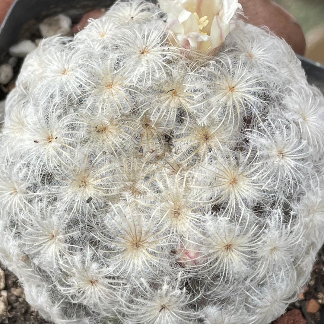 佛头白星降落伞仙人球实生多肉植物室内绿植白毛不扎手可爱软毛