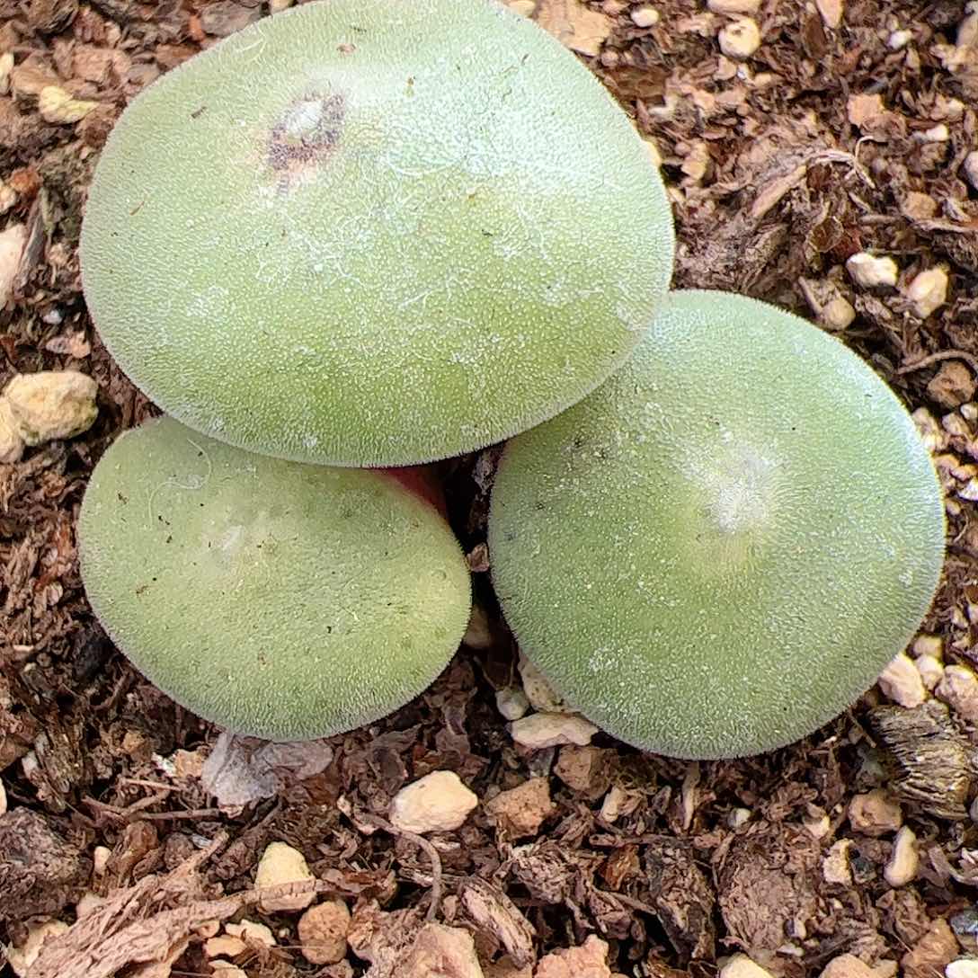 【闪购商品】138 毛饼