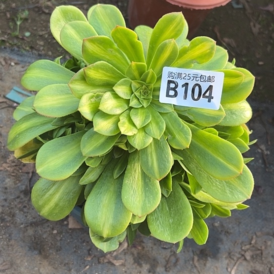 星***海一颗多肉法师植物