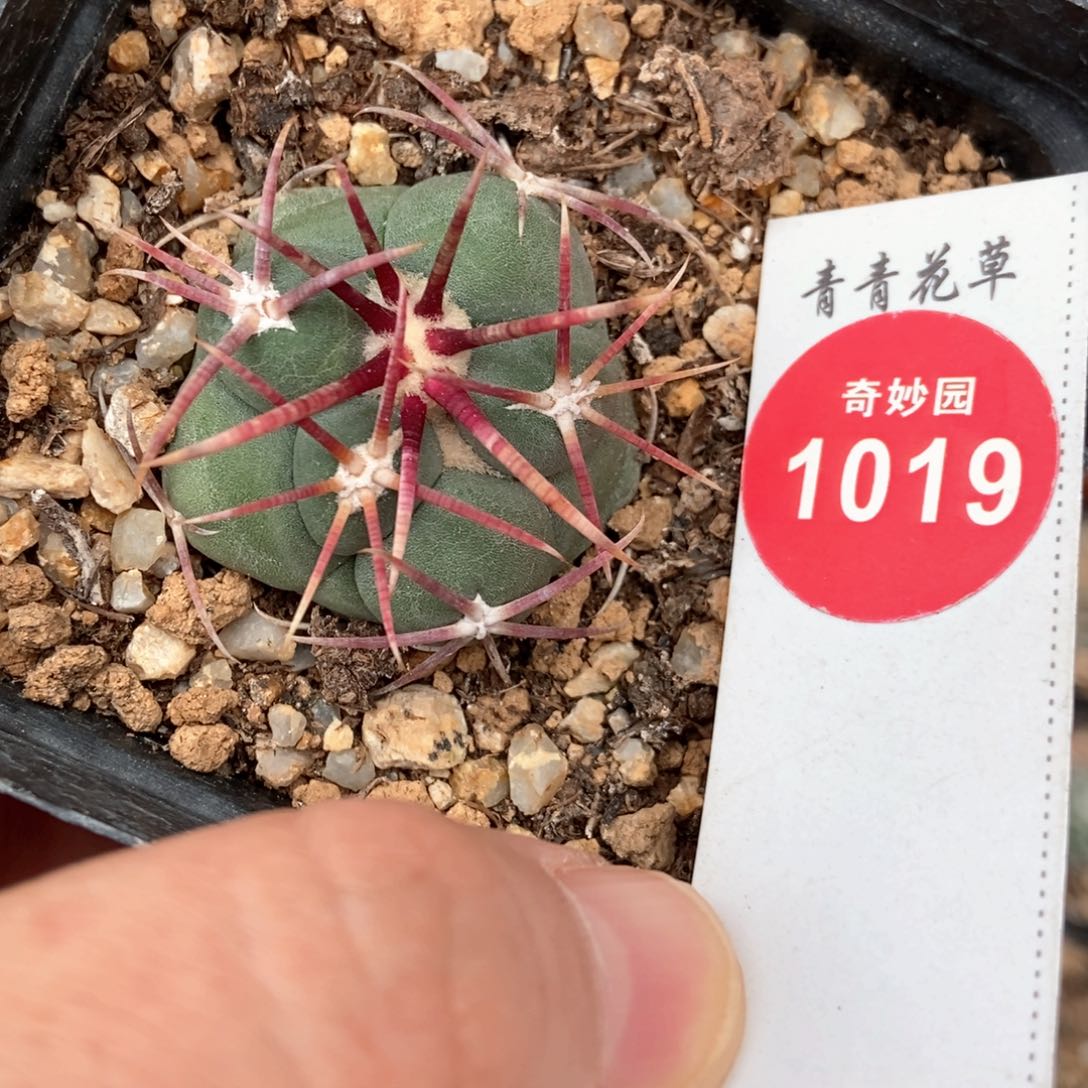 实生豪刺高木绯冠龙3.1cm