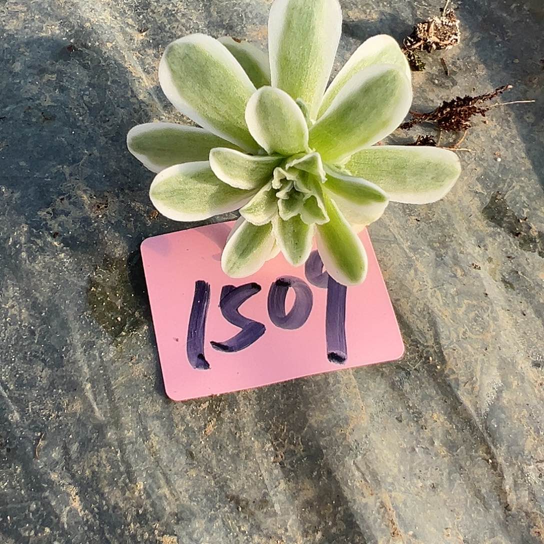 山地玫瑰锦秋夕1509号