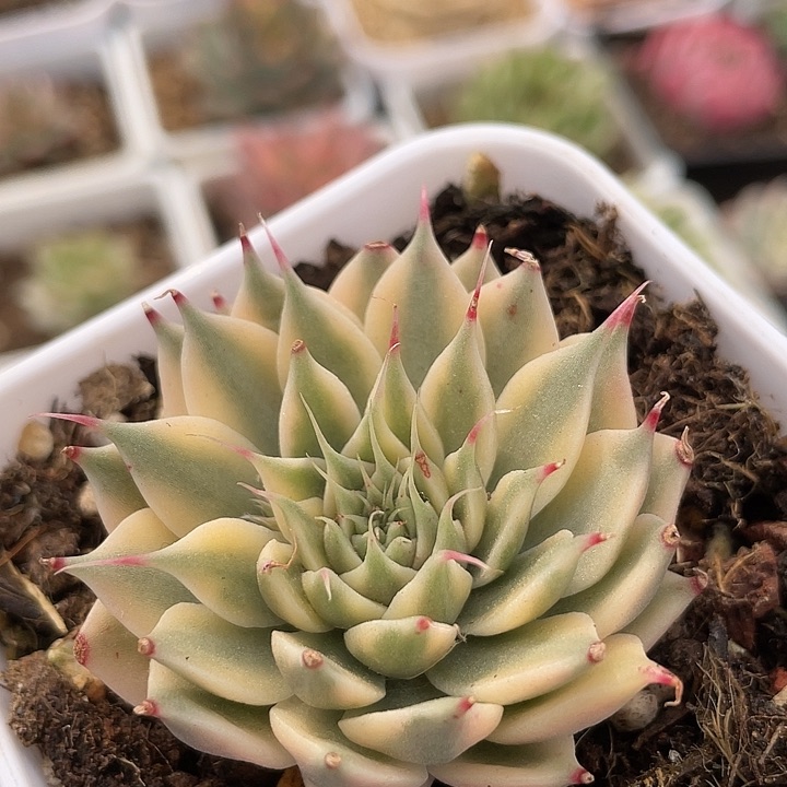 银星锦。锦龙多肉园艺