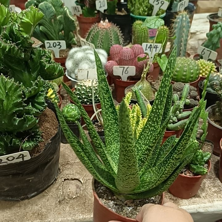当前无花朵，栽培后可花朵金星芦荟    16元