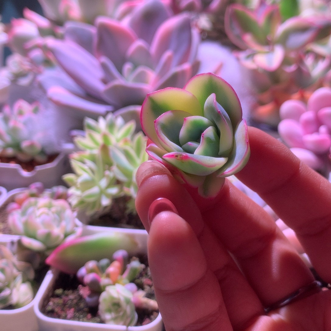 晨露覆轮锦砍头无根