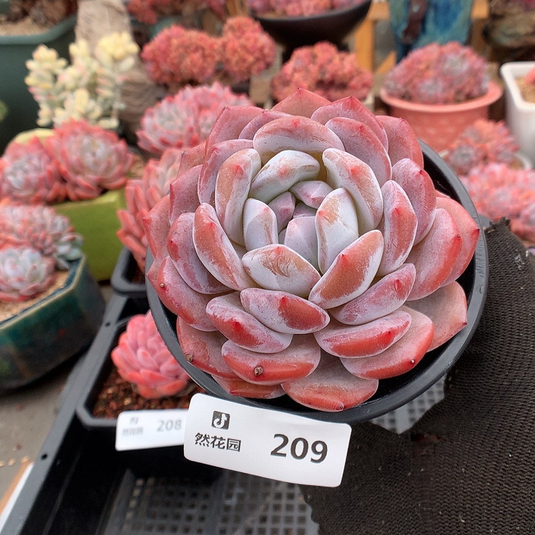 209星影多肉植物6666