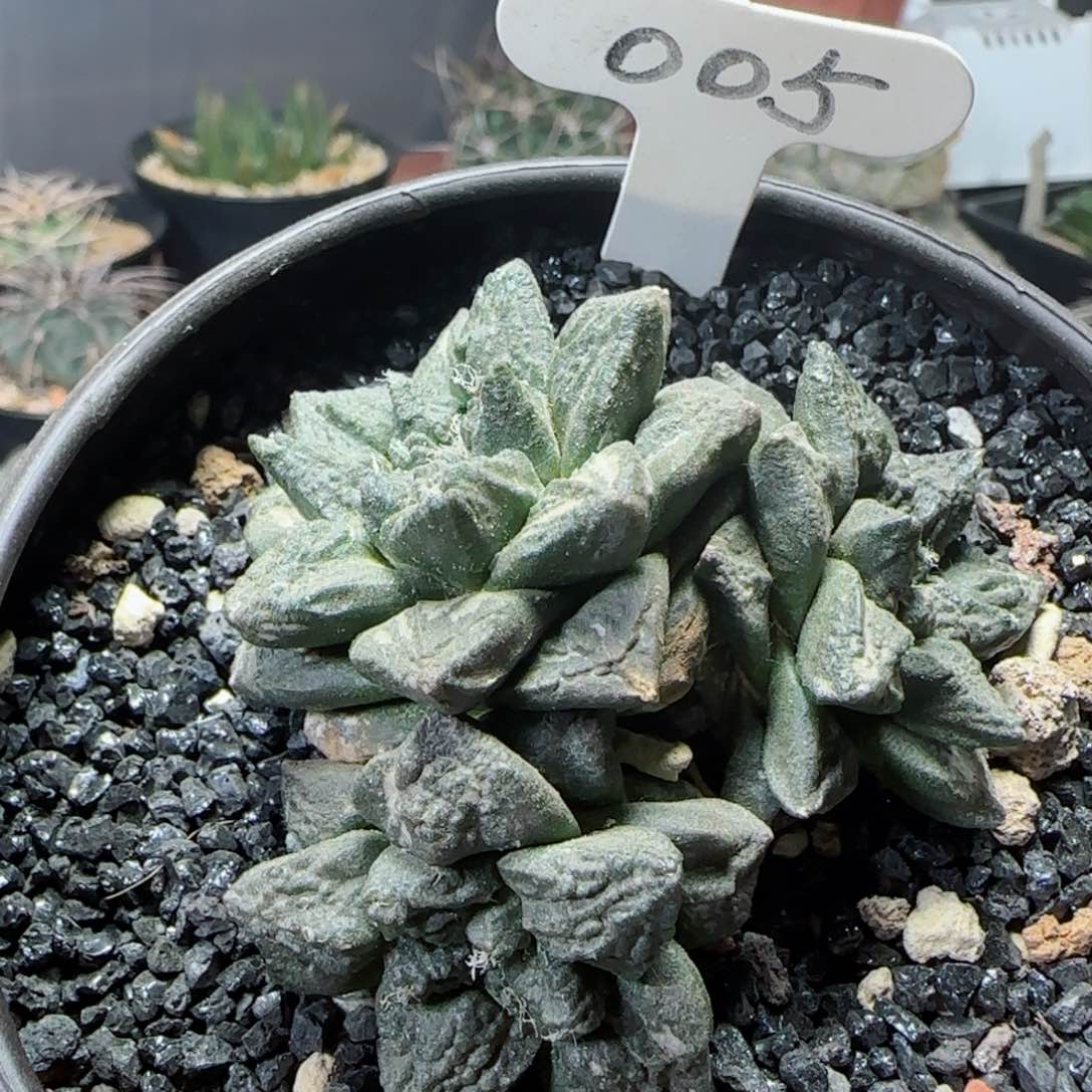 自根三头辛顿牡丹多肉