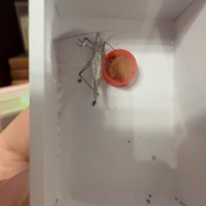 过冬黑紫2只合适漂亮