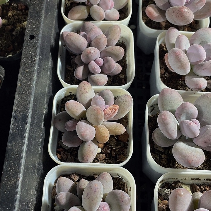 双头芭比奶带盆土