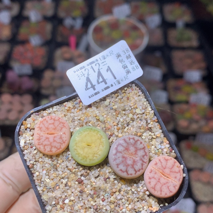 精品生生花212.441