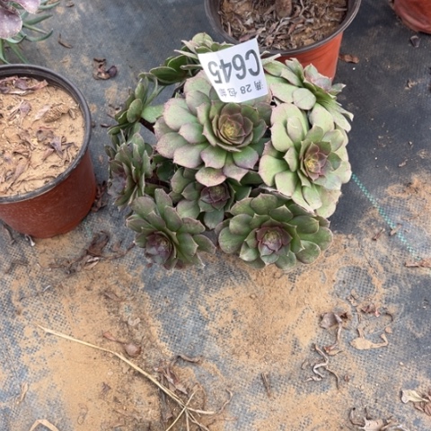 645万圣节不包断枝