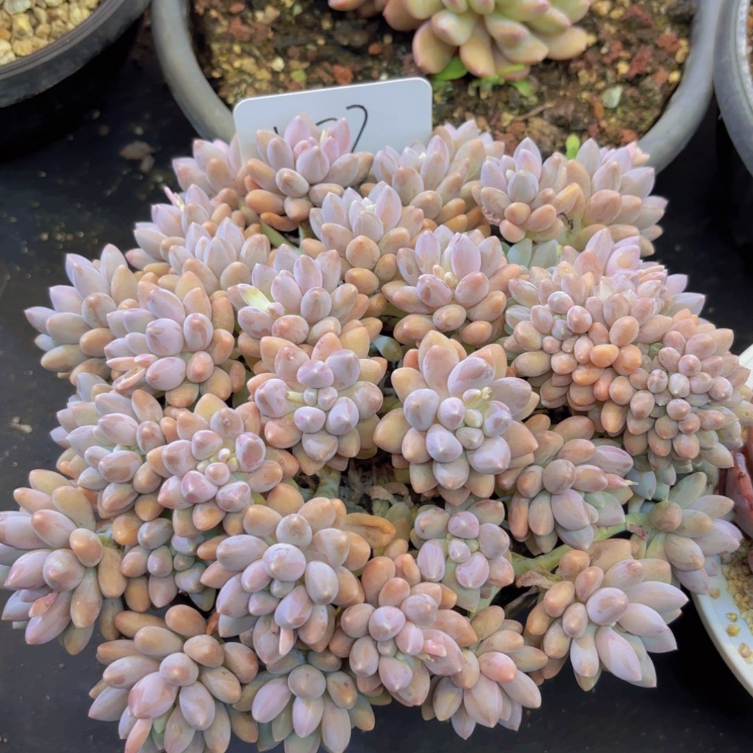 *****云南金致家精品多肉