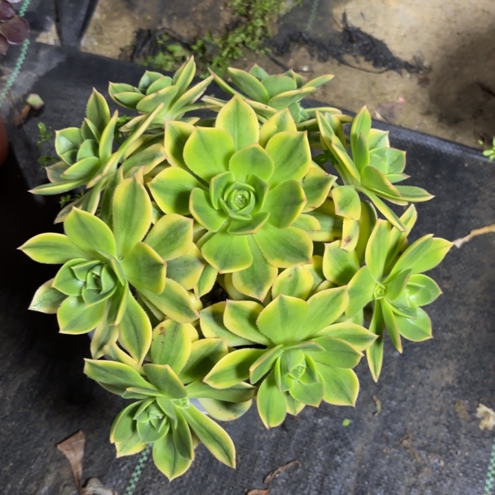 瑞妈一物一拍星爆，