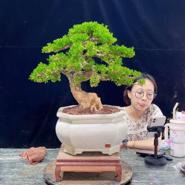 无花朵广东黄杨四季常青