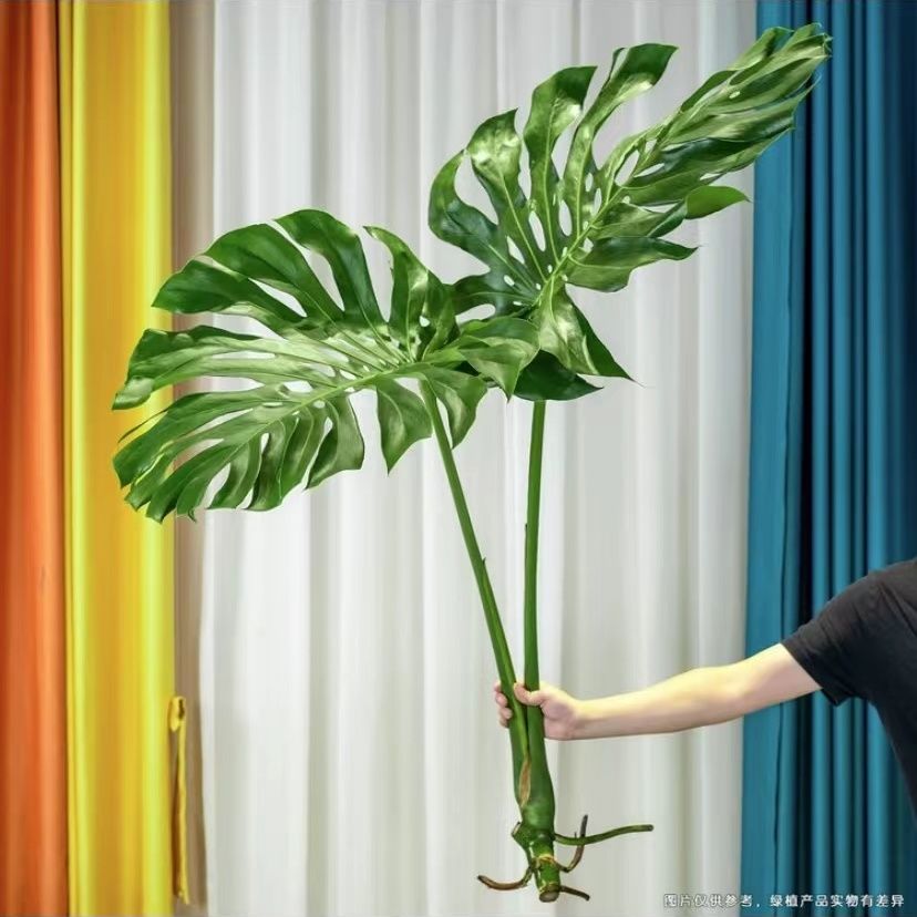 老桩龟背竹水培土培植物室内客厅好养绿植除甲醛北欧风大叶盆栽