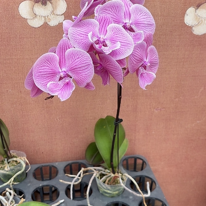 z***0完全开放0949蝴蝶兰实生