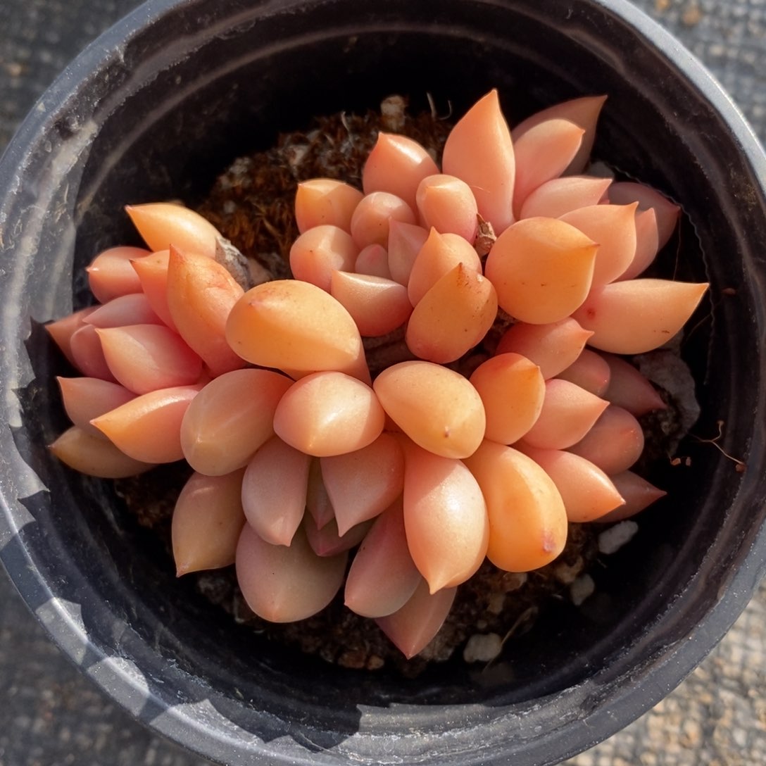 一物一拍多肉植物-钻石美人