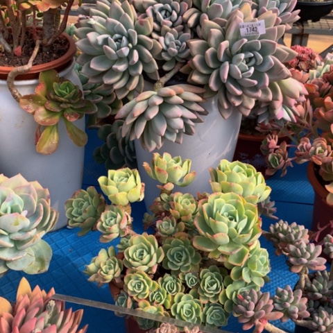 然1742奥普有瑕疵多肉