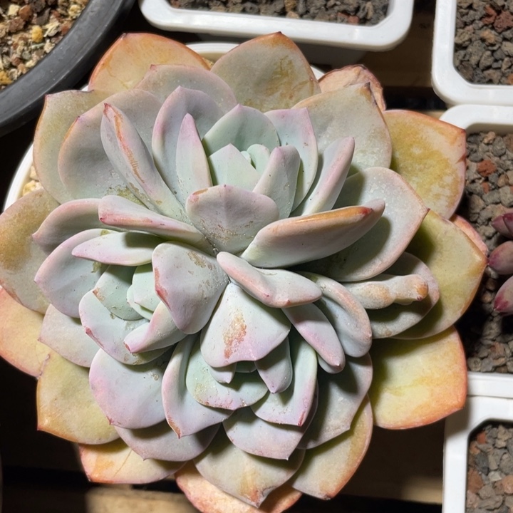 韩版奶茶棒棒糖3头，粗桩