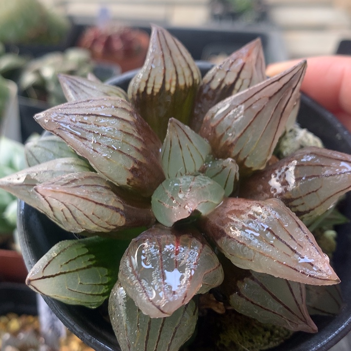 西瓜寿一物一拍带盆