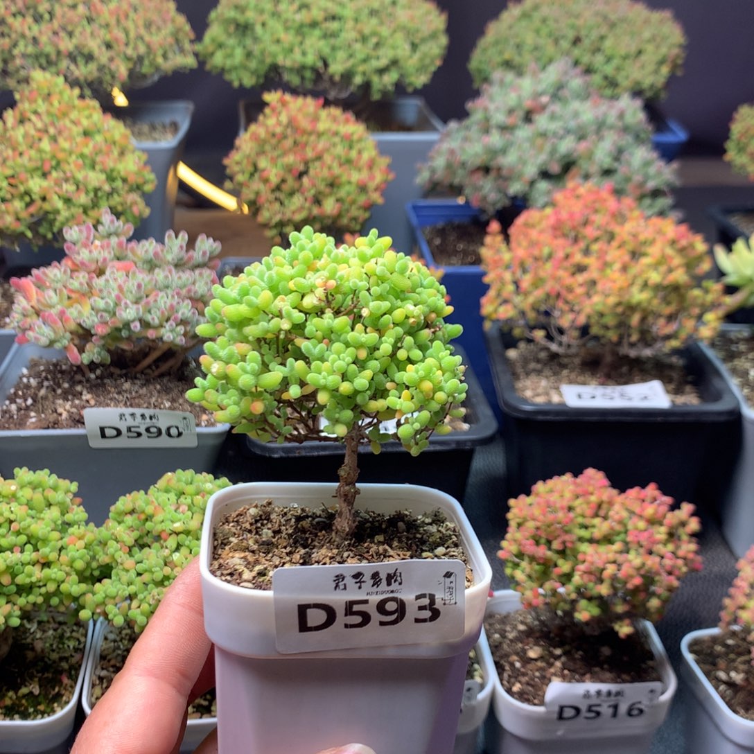 593蜜橘糖球              