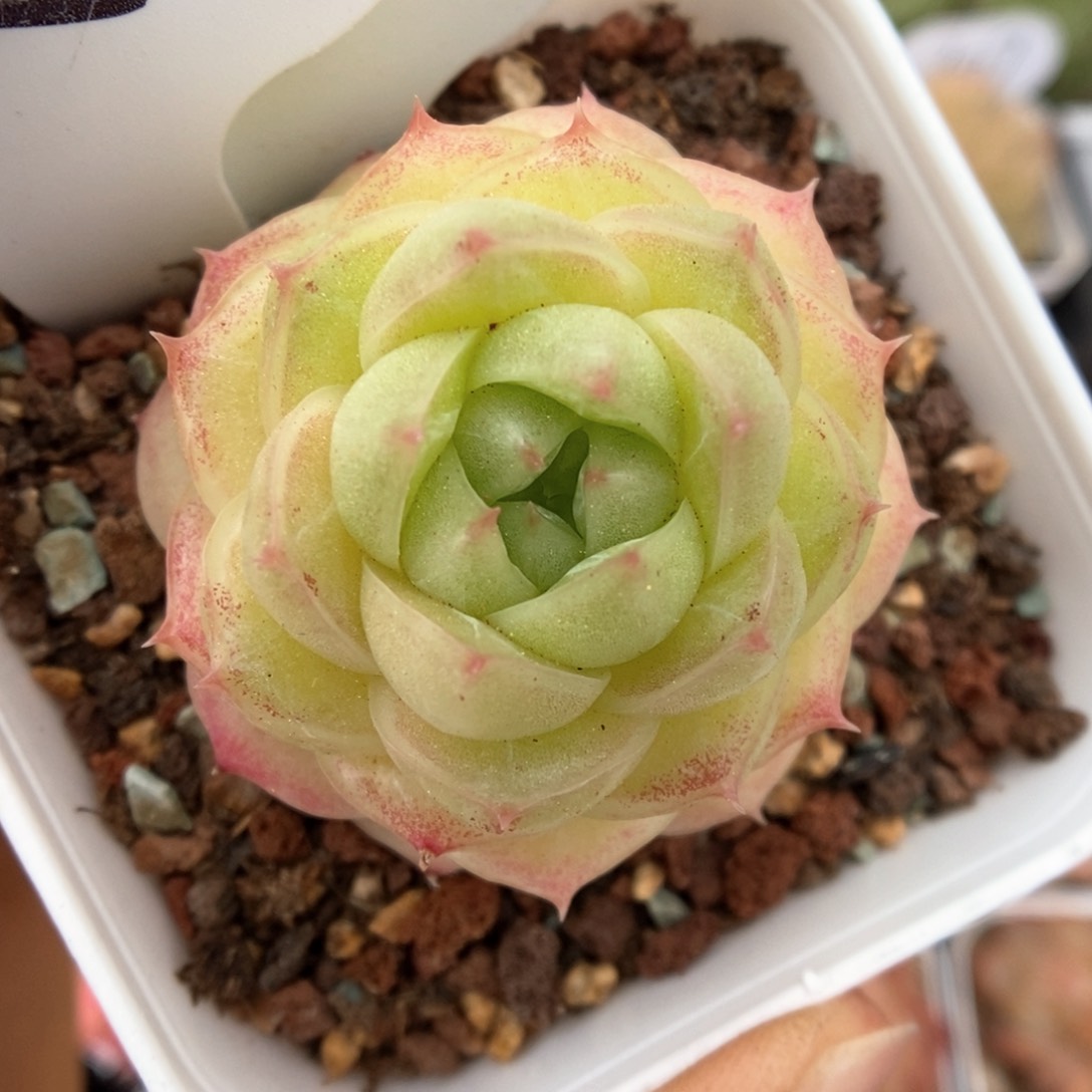 琉璃麦杆可拍315号。 