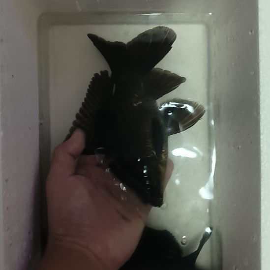 蝴蝶鲤鱼墨蝶大鳍大尾