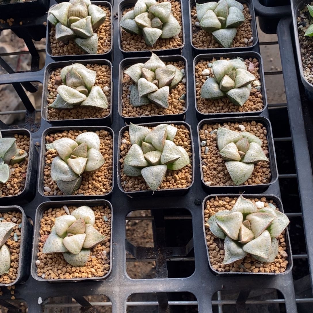 泰姬陵一颗 高货。 