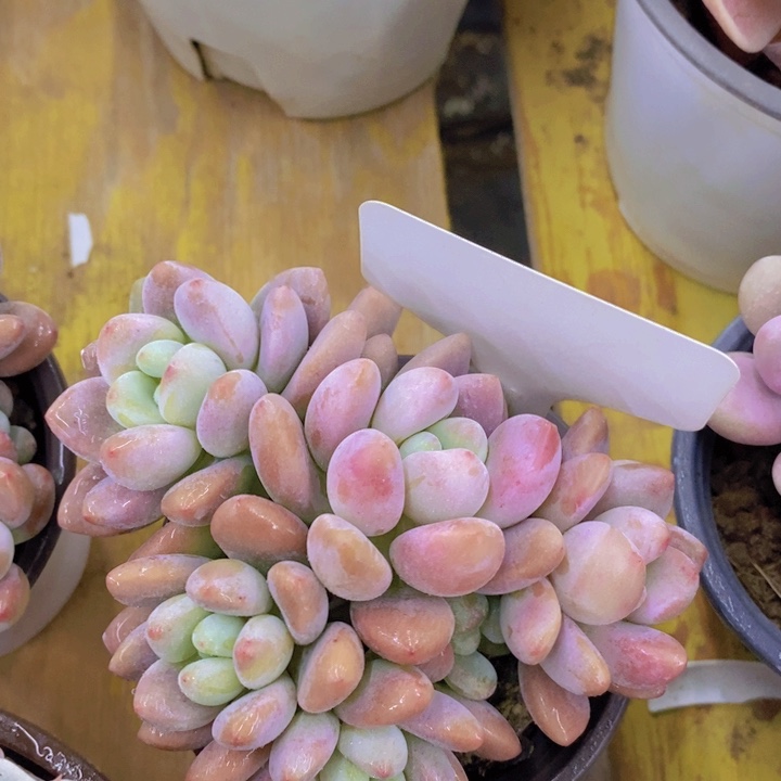 多肉植物，一物一拍