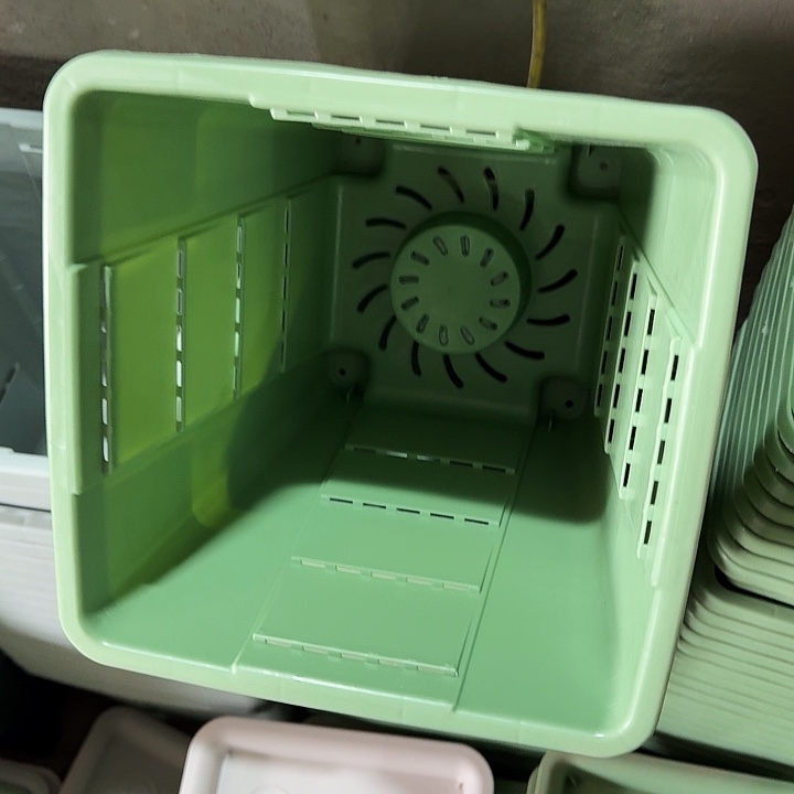 编号403果绿无托4个