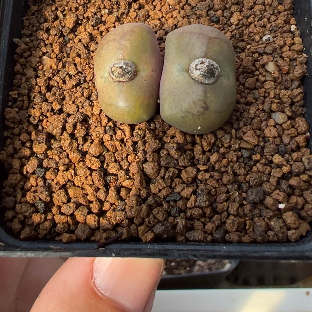 15-64肉锥多肉植物