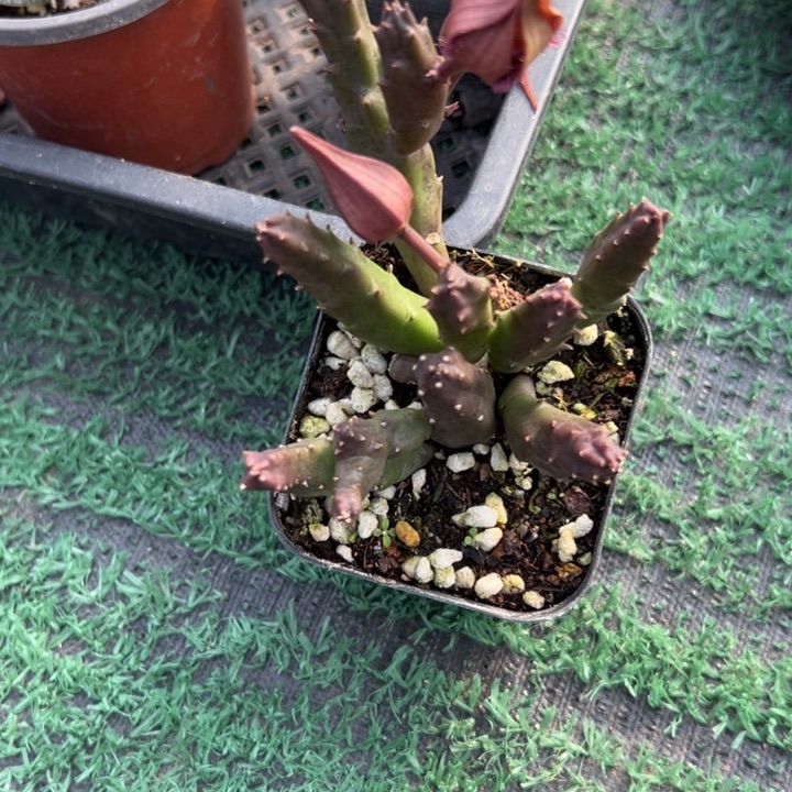 羚***主红牛角，一物一拍，脱土