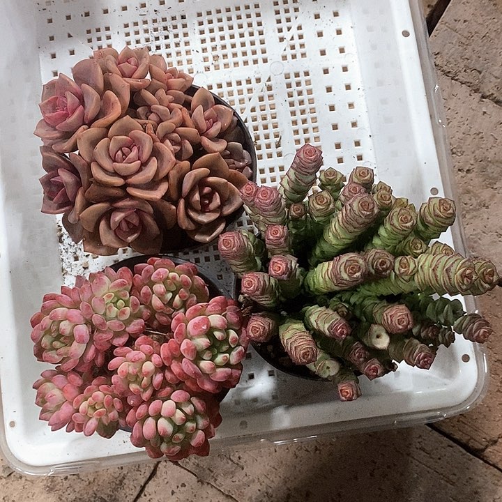 钱串，琉璃盏，蓝苹果