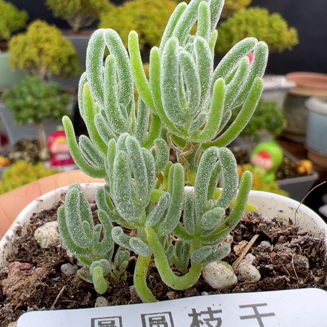 dy6969小小冰霜盆口5cm回家不要换盆