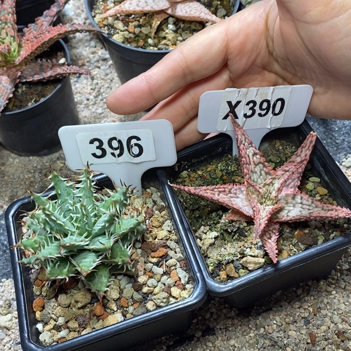 福利 2 颗如图所示！！！！