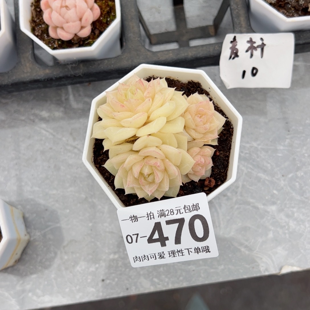 白天鹅麦秆多肉多肉多肉多肉