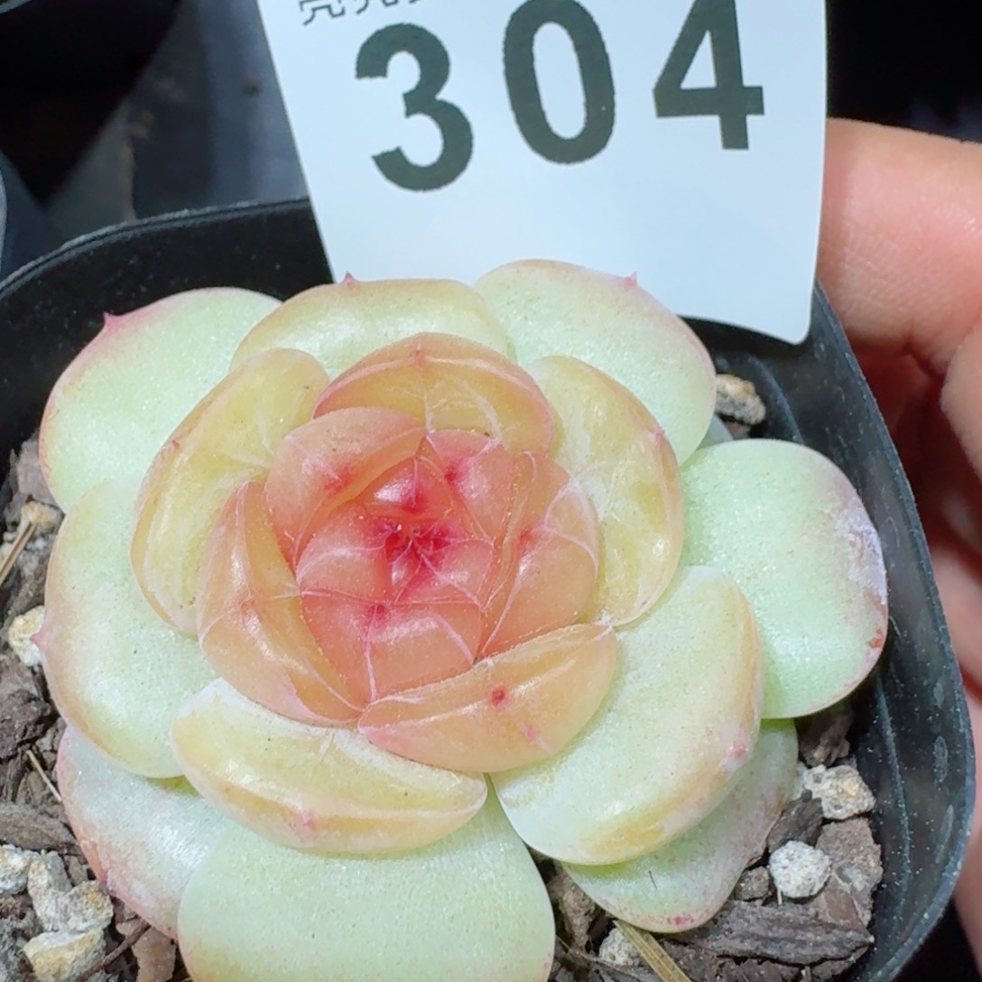 甜美         精品多肉