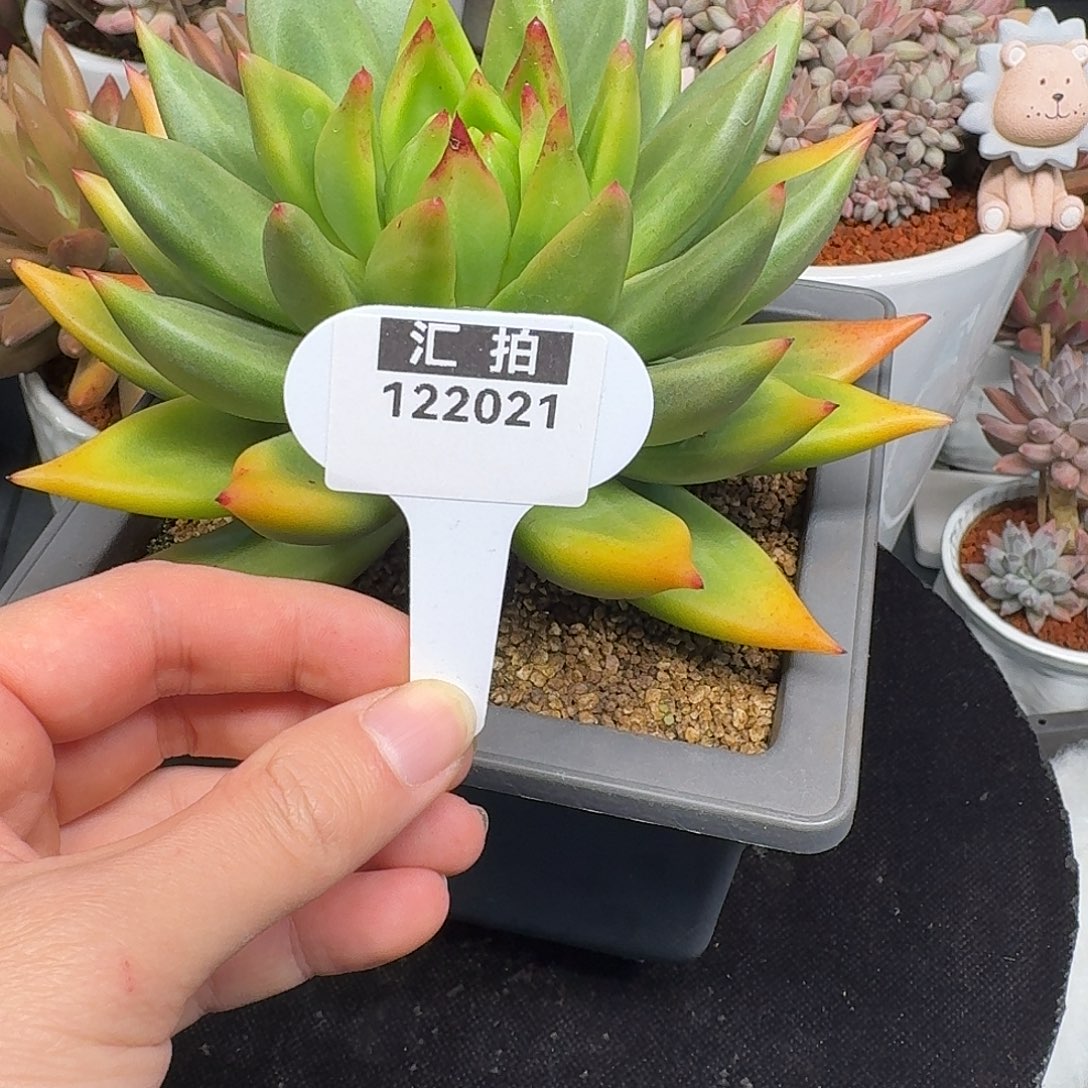 精品多肉植物122021