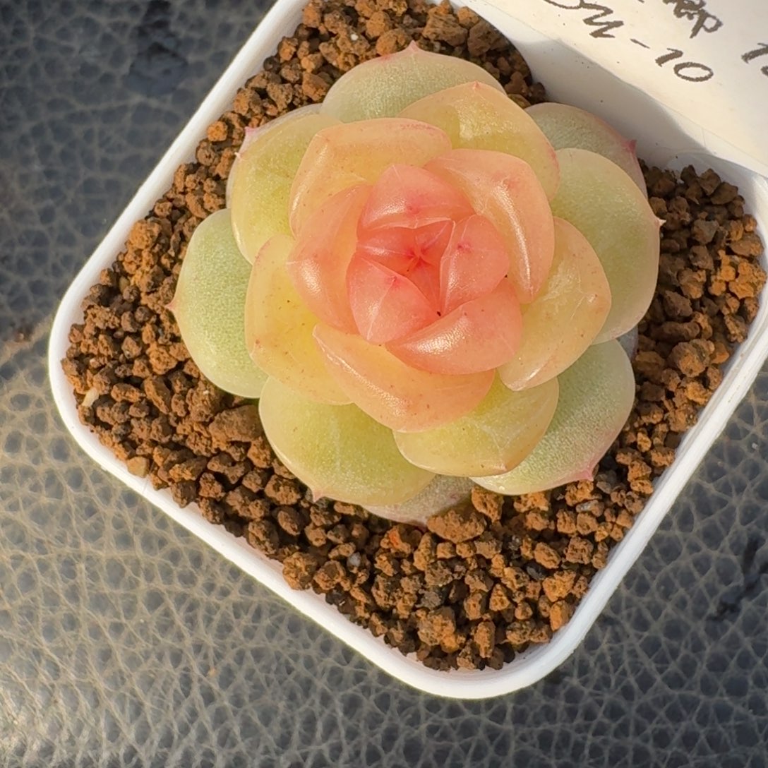 1219-10-追月单头一颗