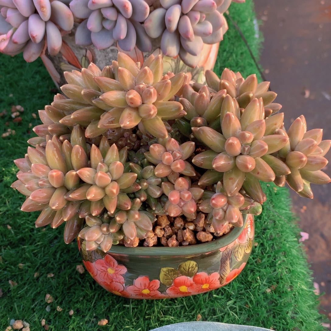 桃夭美人16 公分一物一拍