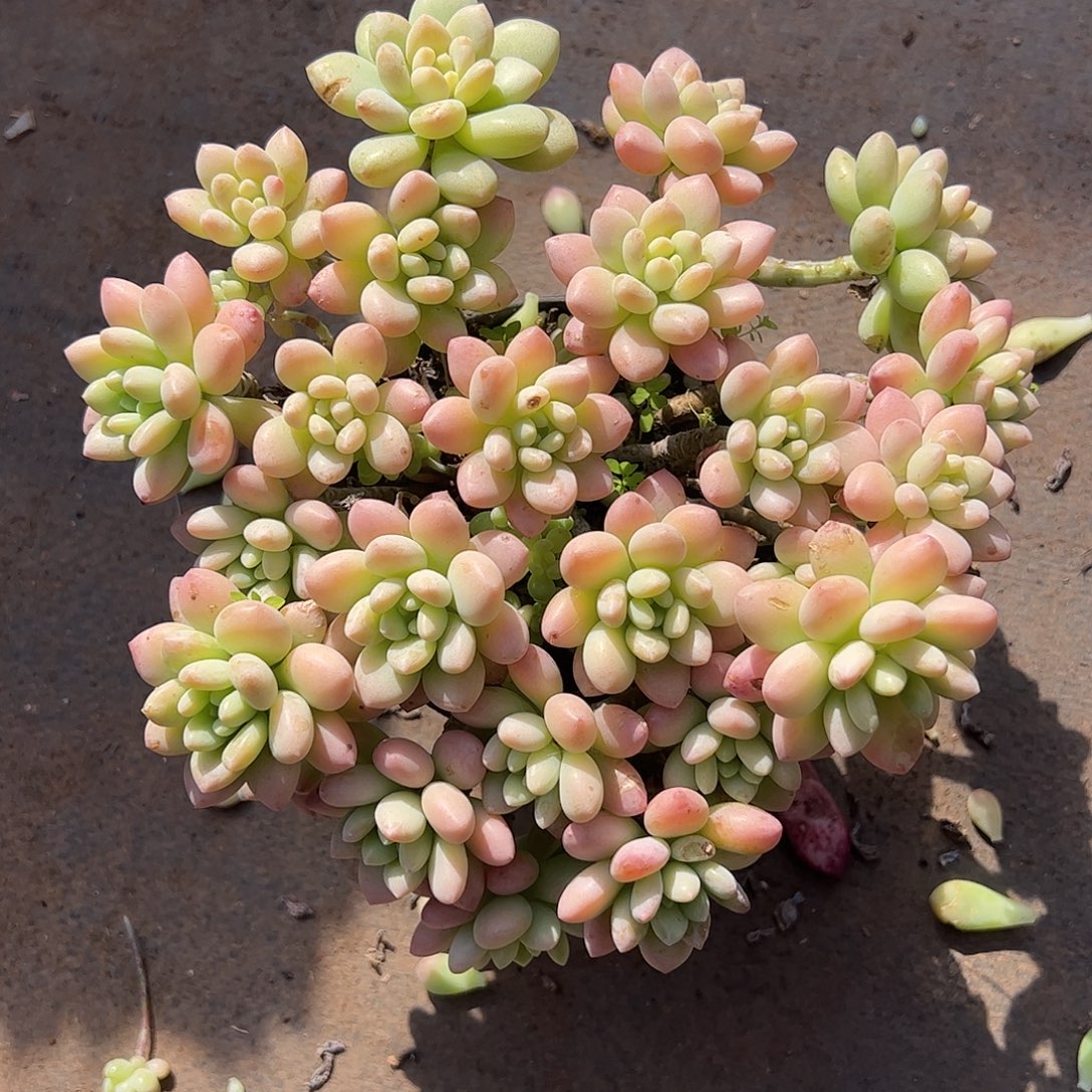 夏***灬洛可可群，一物一拍