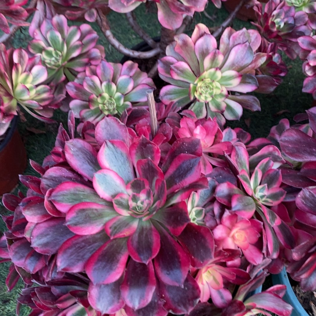 不开花植物美肌➕美杜莎多肉1颗