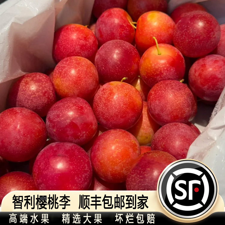 【智利进口樱桃李子】2斤净重樱桃李新鲜水果绿宝石黄肉布林孕妇恐龙蛋顺丰冷链包邮到家（转糖软甜爆汁）樱桃李